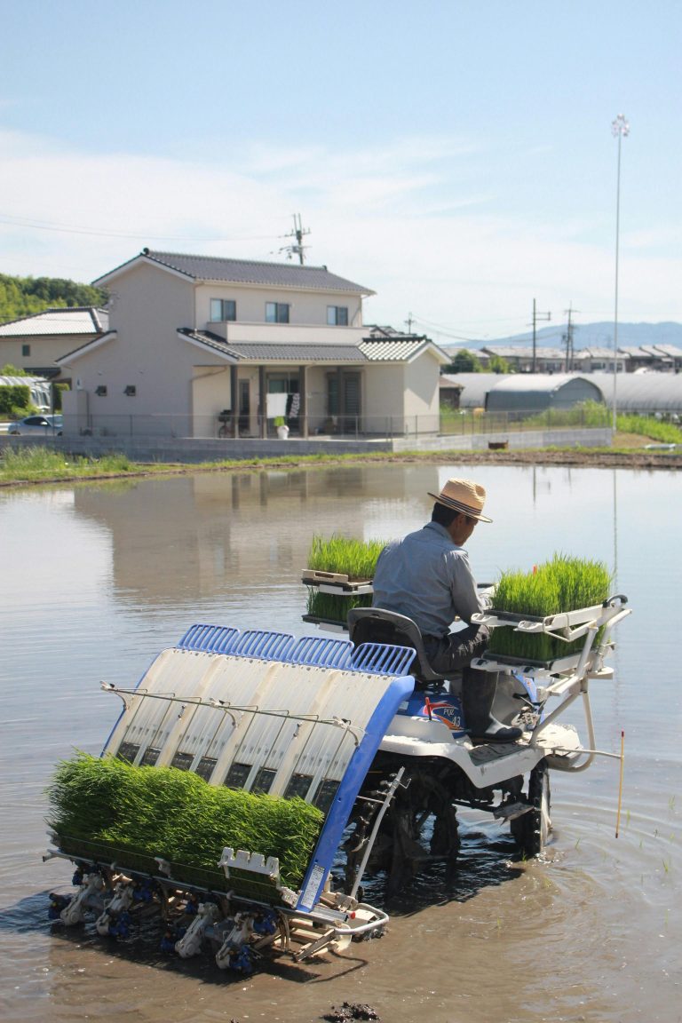 A farmer using a rice transplanting machine in a rural paddy field on a sunny day.