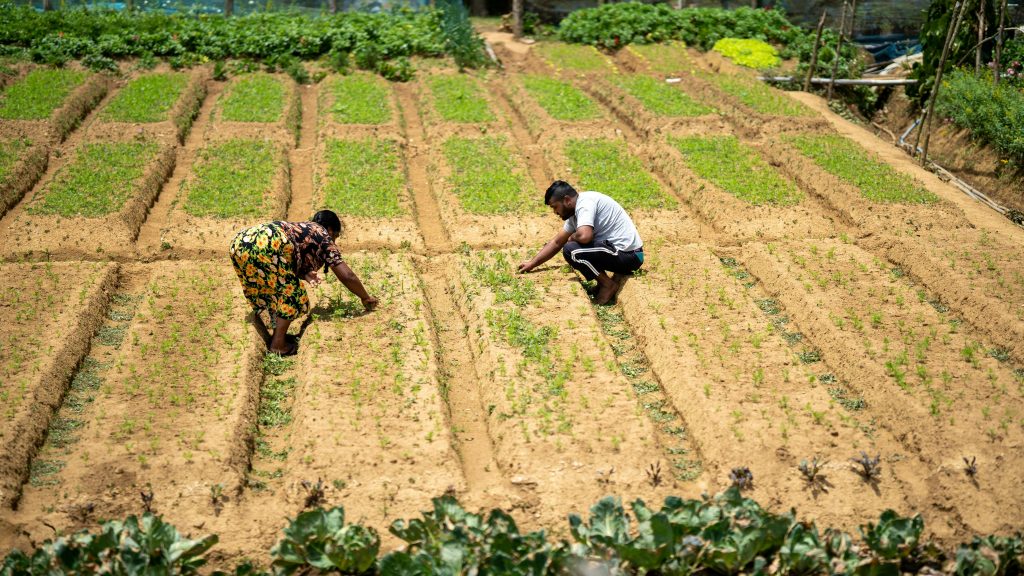 Two farmers working in a sunlit field in Pattipola, Sri Lanka, tending to their crops.