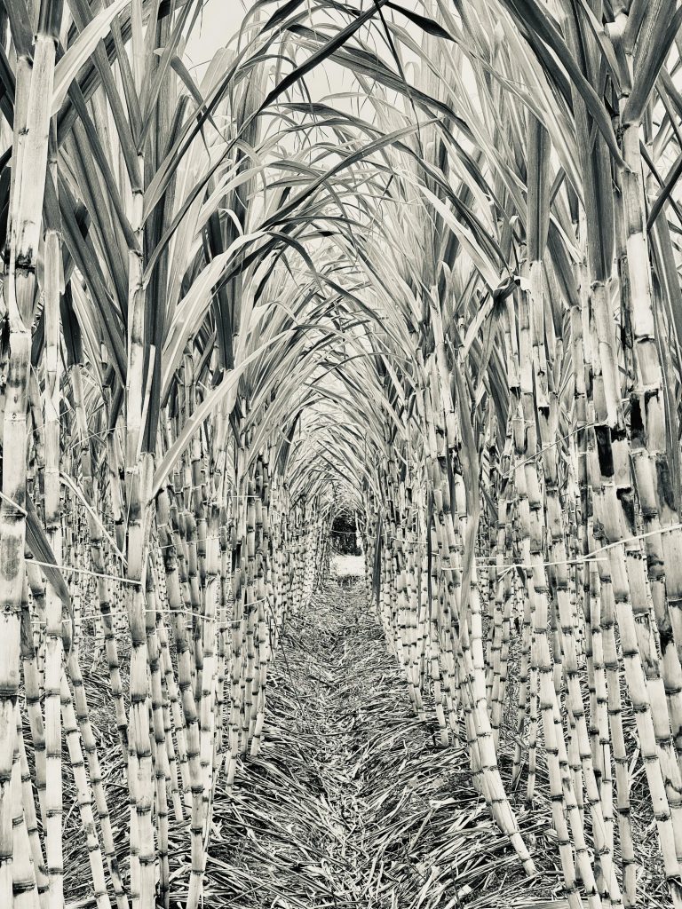 A serene and captivating view of a sugarcane field pathway, showing lush growth.
