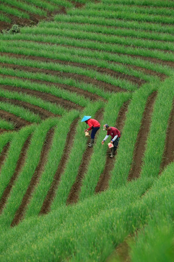 Two farmers tending to crops on a vibrant terraced field. Agricultural labor in a picturesque landscape.