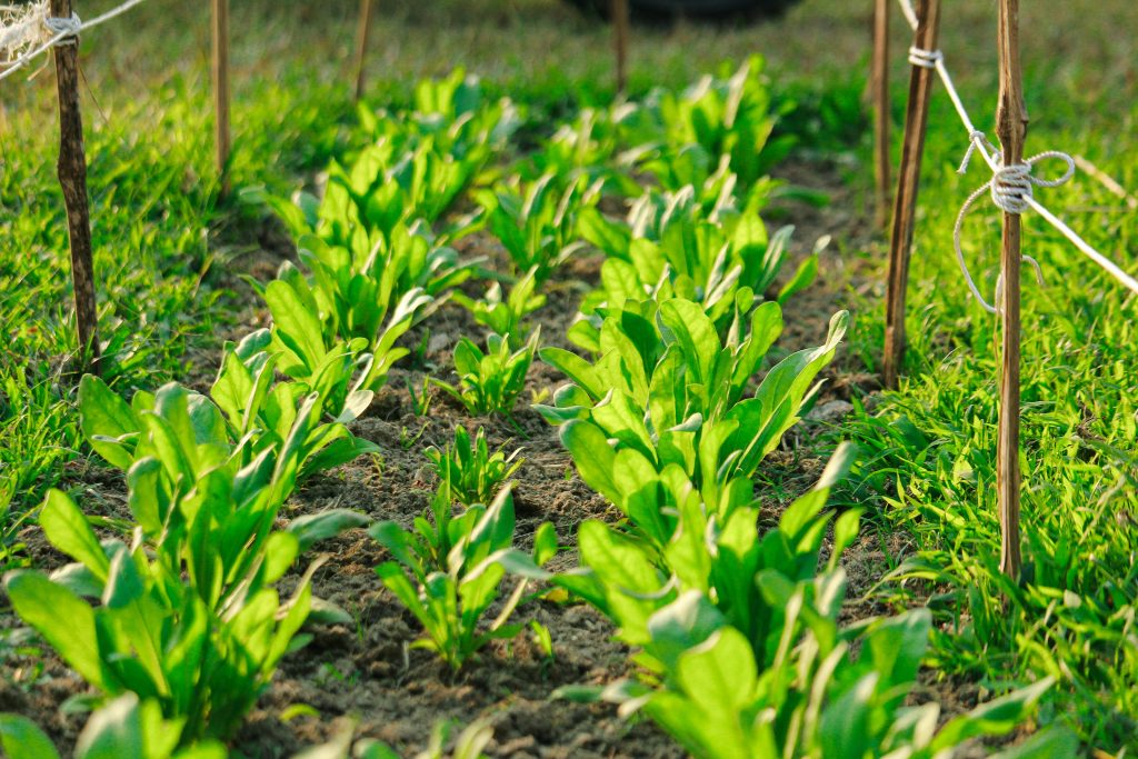 Rows of fresh green lettuce plants growing on a sunny farm. Ideal for agriculture themes.