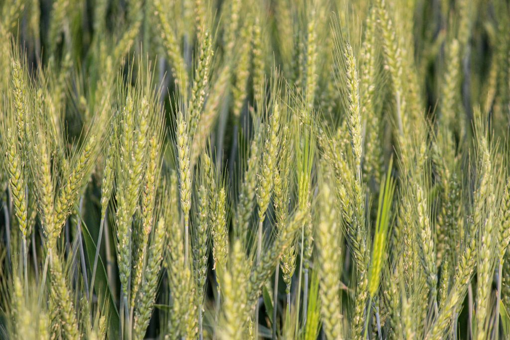 Close-up of a vibrant wheat field in Pakistan showcasing green wheat spikes ready for harvest.