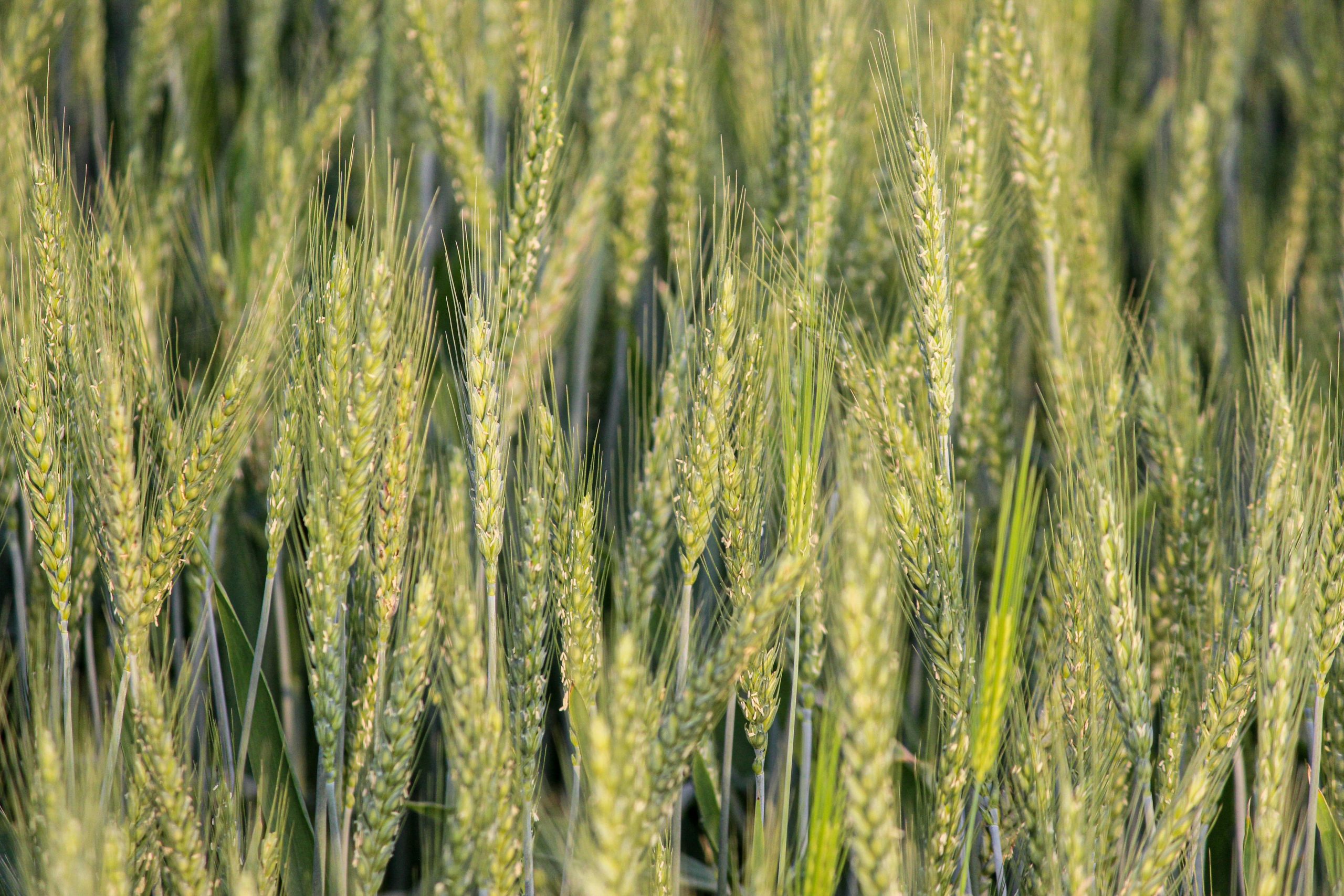 Close-up of a vibrant wheat field in Pakistan showcasing green wheat spikes ready for harvest.