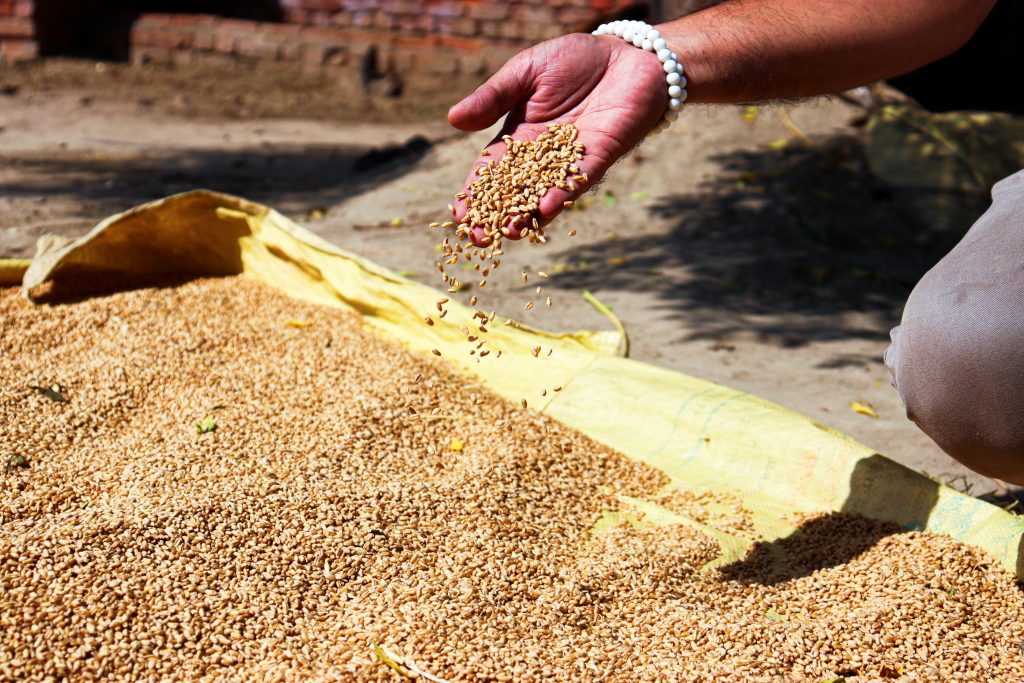 A hand pours wheat grains from a sack outdoors, highlighting agriculture practices.